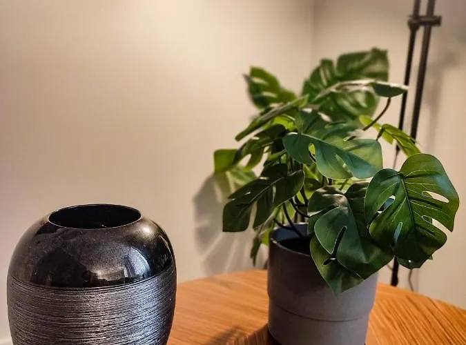 Terro Collection - Dom Pedro V Daire Braga